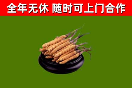 辽阳回收冬虫夏草