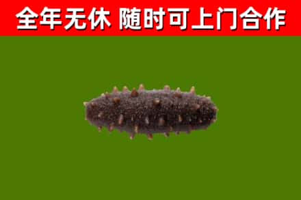 辽阳回收海参干